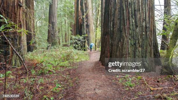 woman walking along footbath, humboldt redwoods state park, california, america, usa - humboldt redwoods state park 個照片及圖片檔