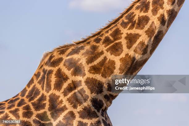 close-up of a giraffe neck, south africa - giraffe neck stock pictures, royalty-free photos & images
