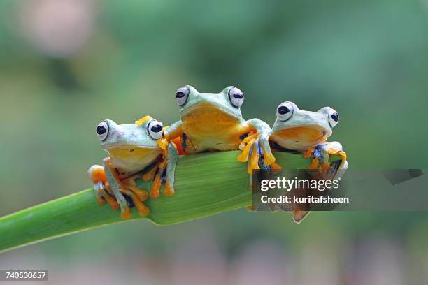 three flying frogs sitting on a plant, indonesia - drei tiere stock-fotos und bilder