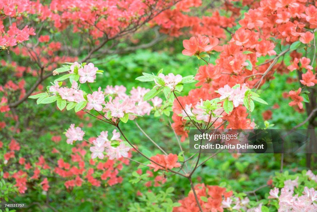 Blooming tree in Azalea Woods, Winterthur, Delaware, USA