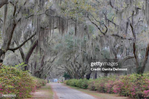 oak lined lane and azaleas in bonaventure cemetery, savannah, georgia, usa - bonaventure cemetery stock pictures, royalty-free photos & images