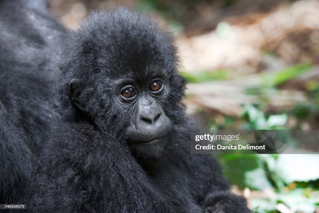 Portrait of young mountain gorilla (Gorilla beringei beringei), Volcanoes National Park, Rwanda