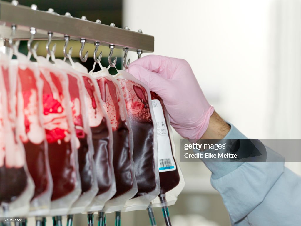 Bags of donated blood hanging in processing facility of blood bank