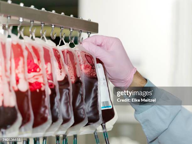 bags of donated blood hanging in processing facility of blood bank - blood bank stock pictures, royalty-free photos & images