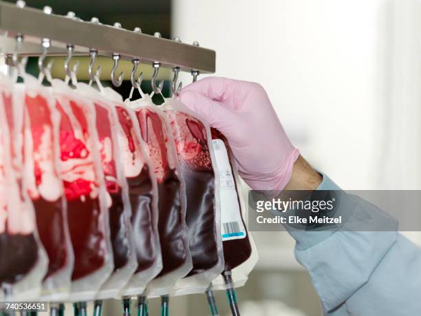 bags of donated blood hanging in processing facility of blood bank - blood donation imagens e fotografias de stock