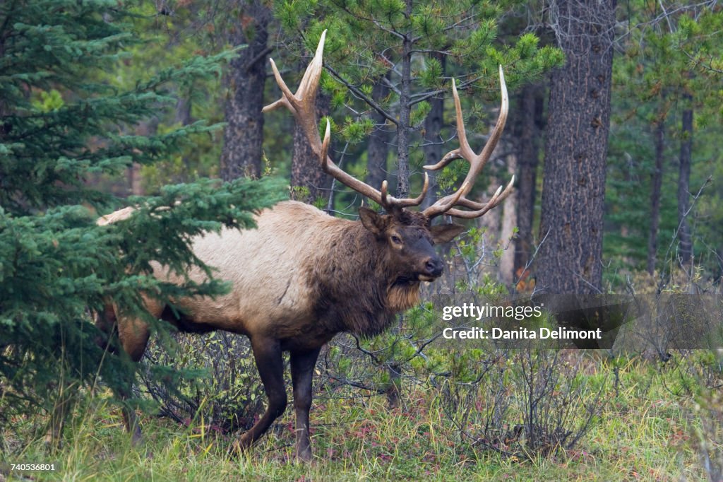 Rocky Mountain Elk (Cervus Elaphus Nelsoni) bull walking in forest