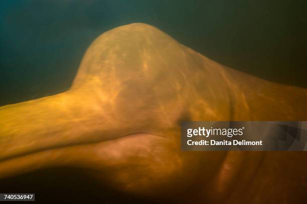 underwater shots of pink river dolphin (inia geoffrensis), rio negro, manaus, amazon, brazil - boto river dolphin stock-fotos und bilder