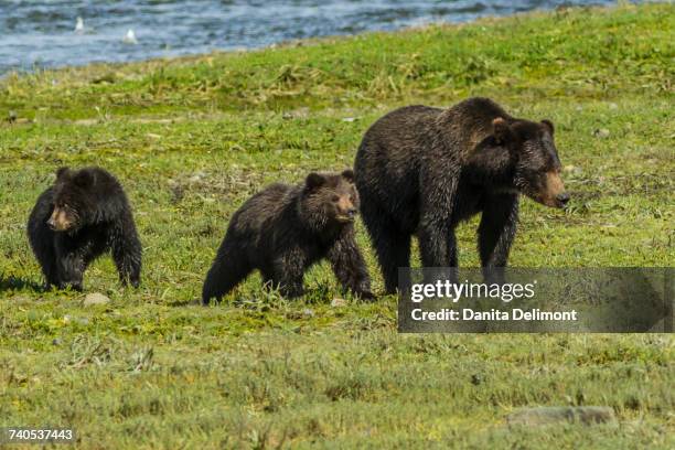 family of grizzly bears (ursus arctos ssp.) walking in field in admiralty island, tongass national forest, alaska, usa - admiralty island national monument stock pictures, royalty-free photos & images