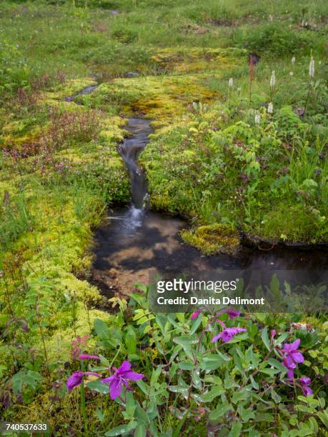 green field and stream in upper willow creek, alaska, usa - adelfilla enana fotografías e imágenes de stock