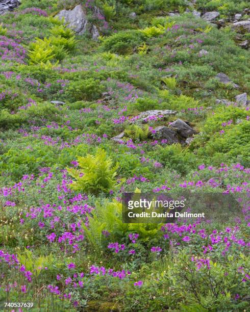meadow with ferns and flowers in talkeetna mountains, alaska, usa - adelfilla enana fotografías e imágenes de stock