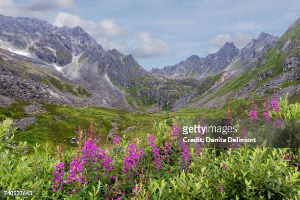 mountain landscape in talkeetna mountains, alaska, usa - adelfilla enana fotografías e imágenes de stock