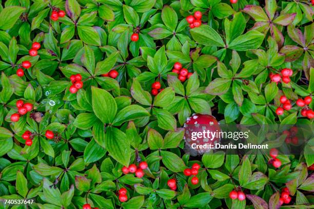 fly amanita (amanita muscaria) among leaves of bunchberry (cornus canadensis) in nancy lake state recreation area, alaska, usa . - bunchberry cornus canadensis stock pictures, royalty-free photos & images