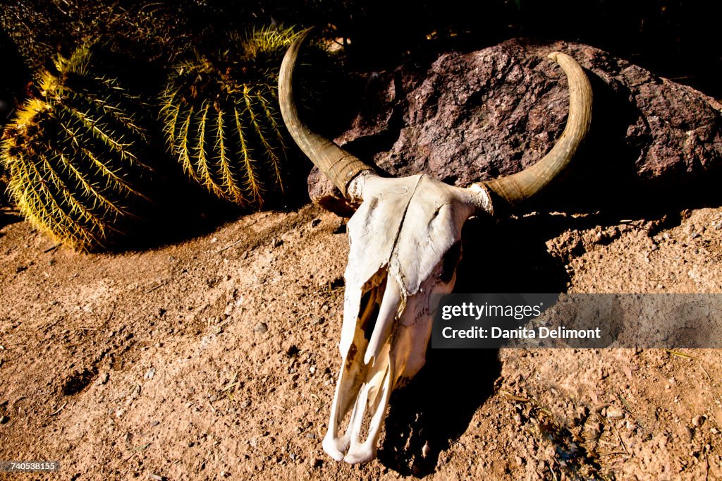 Cow Skull In Desert Tucson Arizona Usa High-Res Stock Photo - Getty Images