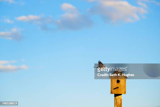 bird flying to wooden birdhouse against blue sky - bird house 個照片及圖片檔