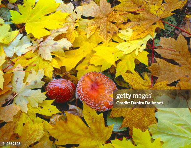 amanita mushrooms (amanita muscaria) and fall-colored leaves of bigleaf maple (acer macrophyllum) on forest floor in willamette national forest, oregon, usa - willamette national forest stock pictures, royalty-free photos & images