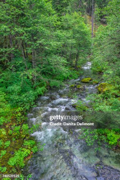 mountain stream in lush forest, battle ax creek, opal creek scenic recreation area in willamette national forest, oregon, usa - willamette national forest stock pictures, royalty-free photos & images