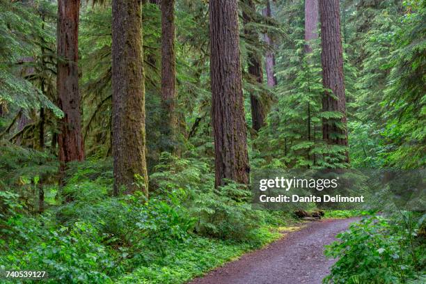 trail through lush forest, opal creek scenic recreation area in willamette national forest, oregon, usa - willamette national forest stock pictures, royalty-free photos & images