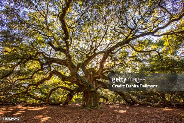 old angel oak (quercus virginiana), charleston, south carolina, usa - live oak tree stock pictures, royalty-free photos & images
