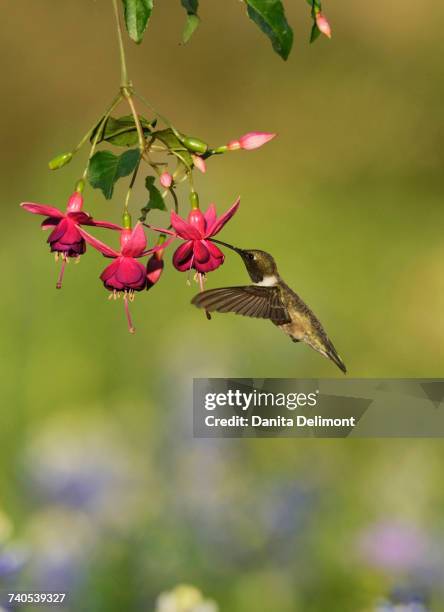 black-chinned hummingbird (archilochus alexandri) feeding on blooming fuchsia, hill country, texas, usa - archilochus alexandri stock pictures, royalty-free photos & images