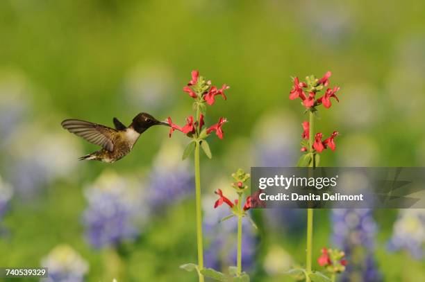 black-chinned hummingbird (archilochus alexandri) feeding on blooming scarlet betony (stachys coccinea), hill country, texas, usa - archilochus alexandri stock pictures, royalty-free photos & images