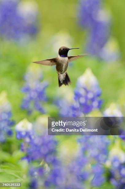 black-chinned hummingbird (archilochus alexandri) flying among blooming texas bluebonnet (lupinus texensis), hill country, texas, usa - archilochus alexandri stock pictures, royalty-free photos & images