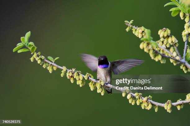 black-chinned hummingbird (archilochus alexandri)landing on blooming texas persimmon (diospyros texana), hill country, texas, usa - archilochus alexandri stock pictures, royalty-free photos & images
