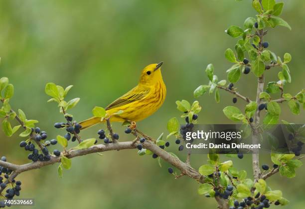 male yellow warbler (dendroica petechia) perching on elbow bush (forestiera pubescens) with berries, hill country, texas, usa - chipe amarillo fotografías e imágenes de stock
