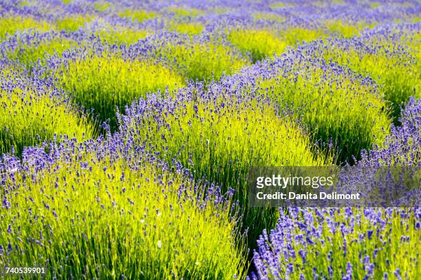 lavender (lavendula) field, port angeles, washington state, usa - port angeles washington state stock pictures, royalty-free photos & images
