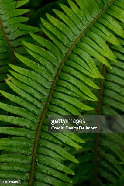 detail of sword fern (polystichum munitum) with water drops in hoh rainforest, olympic national, washington state, usa - polystichum munitum stock pictures, royalty-free photos & images