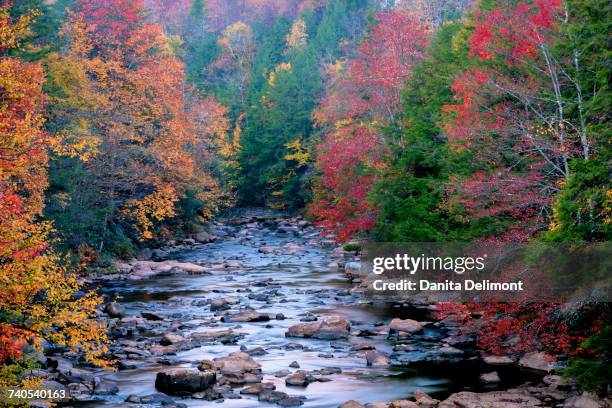 rocky stream and autumn forest in blackwater falls state park, tucker county, west virginia, usa - tucker county stockfoto's en -beelden
