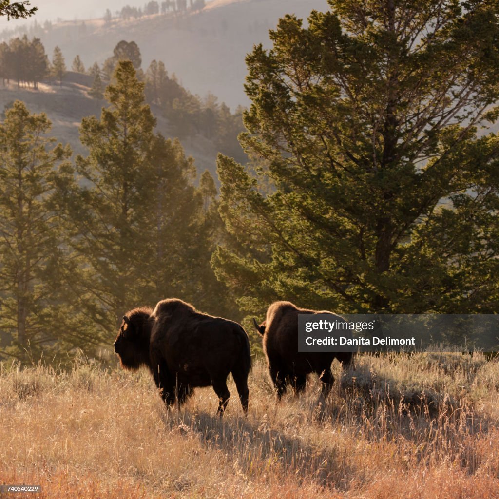 American bison bulls (Bison bison) in Blacktail Deer Plateau at Yellowstone National Park, Wyoming, USA