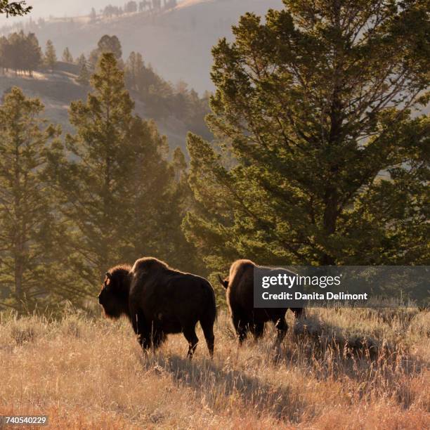American Bison Bulls In Blacktail Deer Plateau At Yellowstone National Park Wyoming Usa, Foto de stock