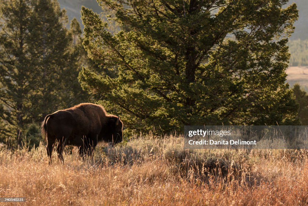 American bison (Bison bison) bull in Blacktail Deer Plateau at Yellowstone National Park, Wyoming, USA