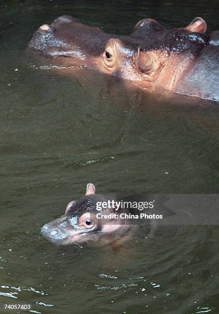 Baby hippo swims with its mother at the Hongshan Forest Zoo on May 3, 2007 in Nanjing of Jiangsu Province, China. The baby hipppotamus , born on...