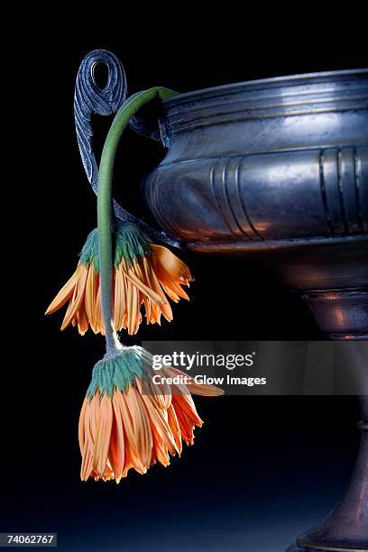 close-up of two wilted flowers in a vase - wilted plant stock pictures, royalty-free photos & images