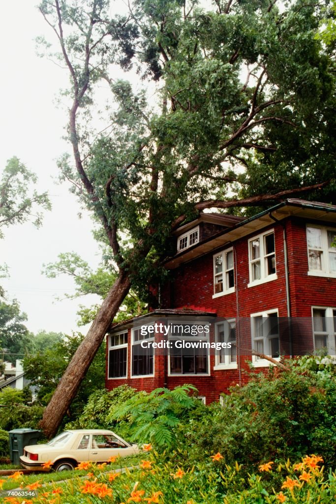 Fallen tree on a house, Washington DC, USA