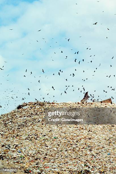 low angle view of birds flying over a garbage heap - ugly bird stock pictures, royalty-free photos & images