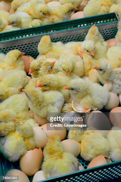 freshly hatched chicks, halifax, north carolina - hatchery stock pictures, royalty-free photos & images