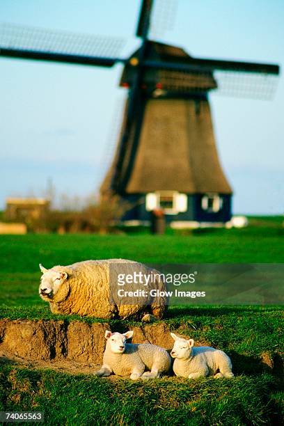 three sheep on a field, petten, netherlands - animal family stock-fotos und bilder