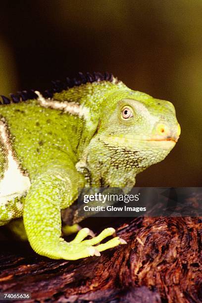 close-up of a fiji crested iguana, fiji (brachylophus vitiensis) - fiji crested iguana stockfoto's en -beelden