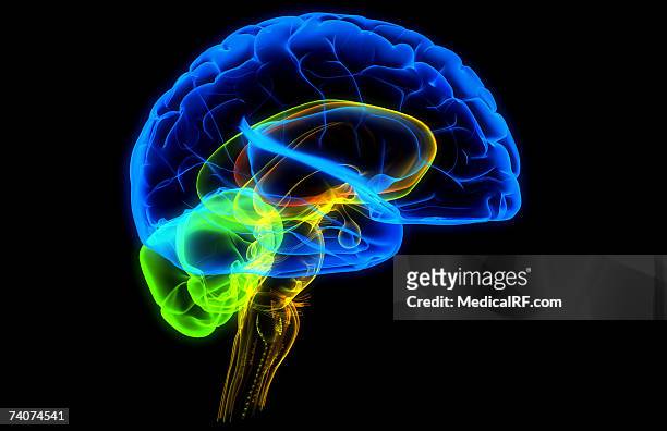 the human brain - cerebral nuclei stock-grafiken, -clipart, -cartoons und -symbole