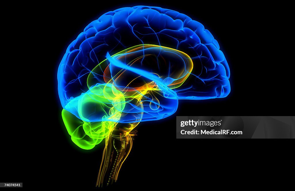 The human brain