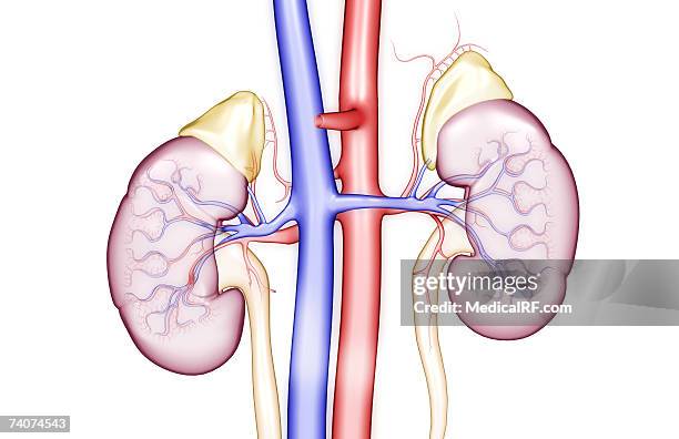 blood supply of the kidneys - inferior vena cava stock illustrations