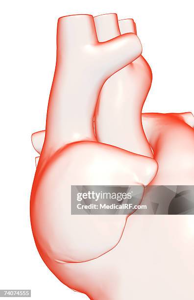 Primary Atrium Atrium (Anatomy) Photos and Premium High Res Pictures - Getty Images