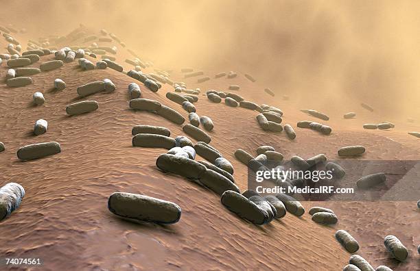 rod-shaped bacteria - bacillus cereus 個照片及圖片檔