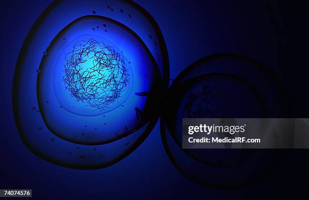 mitosis - telophase stock illustrations