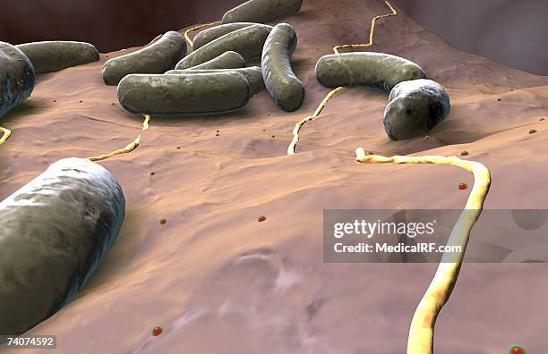 rod shaped bacteria - bacillus cereus stock pictures, royalty-free photos & images