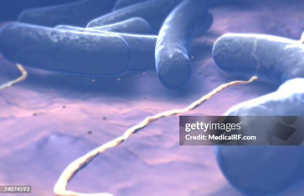 rod shaped bacteria - bacillus cereus stock-fotos und bilder