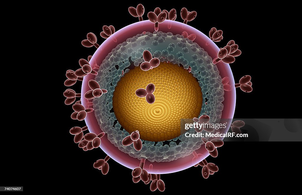 Hiv Complex Shape The Structure Of Hiv High-Res Vector Graphic - Getty Images