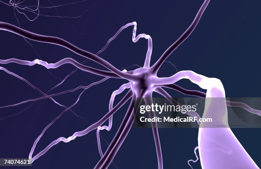 Neurons Neurons
